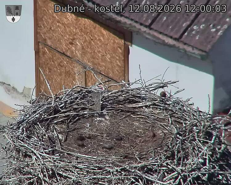 Capi_Dubne_20260812_120003.jpg (1350&nbsp;x&nbsp;1080)