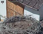 Capi_Dubne_20260812_134004.jpg