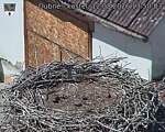 Capi_Dubne_20260812_135003.jpg