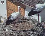 Capi_Dubne_20260812_140004.jpg