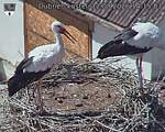 Capi_Dubne_20260812_141503.jpg