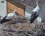 Capi_Dubne_20260812_143002.jpg