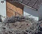 Capi_Dubne_20260812_143502.jpg