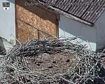 Capi_Dubne_20260812_144002.jpg