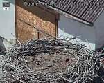 Capi_Dubne_20260812_144503.jpg