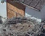 Capi_Dubne_20260812_145003.jpg