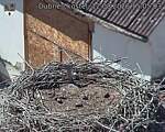 Capi_Dubne_20260812_150503.jpg