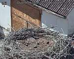 Capi_Dubne_20260812_151002.jpg