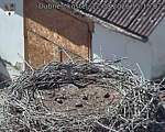 Capi_Dubne_20260812_151502.jpg