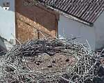 Capi_Dubne_20260812_152003.jpg
