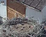 Capi_Dubne_20260812_152503.jpg