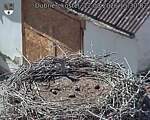 Capi_Dubne_20260812_153002.jpg