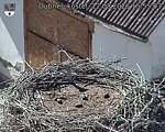 Capi_Dubne_20260812_155503.jpg