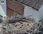 Capi_Dubne_20260812_160002.jpg
