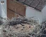 Capi_Dubne_20260812_161002.jpg