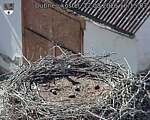 Capi_Dubne_20260812_161503.jpg
