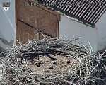 Capi_Dubne_20260812_162002.jpg