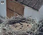 Capi_Dubne_20260812_162503.jpg