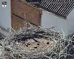 Capi_Dubne_20260812_164002.jpg