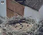 Capi_Dubne_20260812_164503.jpg