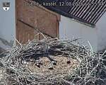 Capi_Dubne_20260812_165504.jpg