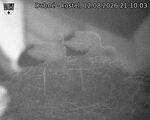 Capi_Dubne_20260812_211003.jpg