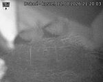 Capi_Dubne_20260812_212003.jpg
