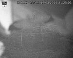 Capi_Dubne_20260812_212503.jpg