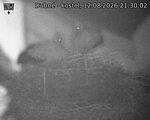 Capi_Dubne_20260812_213002.jpg