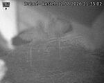 Capi_Dubne_20260812_213502.jpg