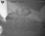 Capi_Dubne_20260812_214003.jpg