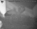 Capi_Dubne_20260812_220502.jpg