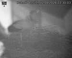 Capi_Dubne_20260812_223003.jpg