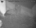 Capi_Dubne_20260812_224502.jpg
