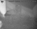 Capi_Dubne_20260812_225002.jpg