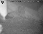Capi_Dubne_20260812_230003.jpg