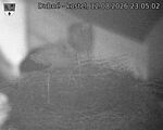 Capi_Dubne_20260812_230502.jpg