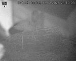 Capi_Dubne_20260812_231003.jpg