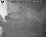 Capi_Dubne_20260812_231502.jpg