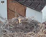 Capi_Dubne_20260813_055503.jpg