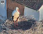 Capi_Dubne_20260813_063503.jpg
