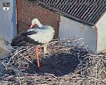 Capi_Dubne_20260813_064003.jpg