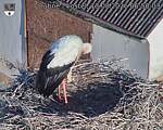 Capi_Dubne_20260813_065003.jpg