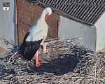 Capi_Dubne_20260813_065503.jpg