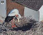Capi_Dubne_20260813_070503.jpg