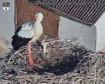 Capi_Dubne_20260813_071003.jpg