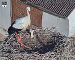 Capi_Dubne_20260813_072003.jpg