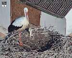 Capi_Dubne_20260813_073503.jpg