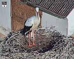 Capi_Dubne_20260813_074002.jpg