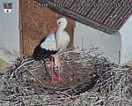 Capi_Dubne_20260813_075503.jpg